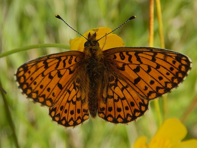 Boloria (?) da ID